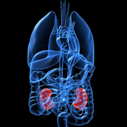 5 staggering facts about pediatric kidney transplants