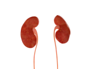 istock_kidneyhuman300